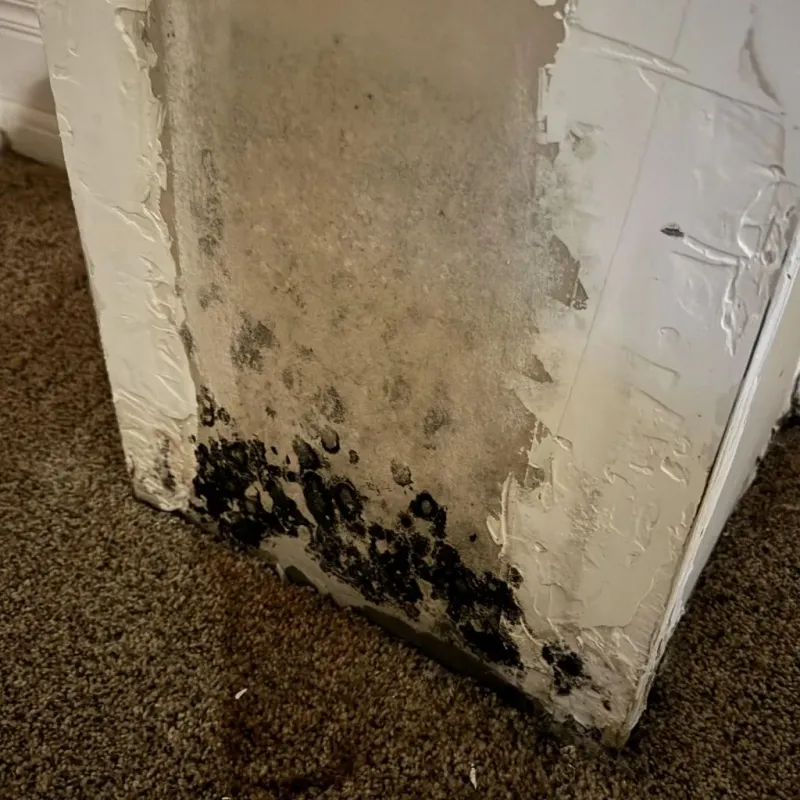 Professional Mold Removal in Petersburg, MI